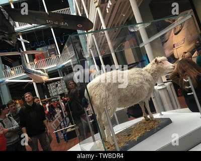 Das Schaf Dolly im National Museum of Scotland in Edinburgh, Schottland. Stockfoto