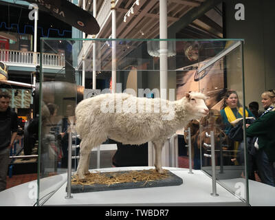 Das Schaf Dolly im National Museum of Scotland in Edinburgh, Schottland. Stockfoto