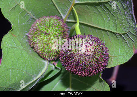 London Ebene (Platanus acerifolia) mit Obst close-up Stockfoto