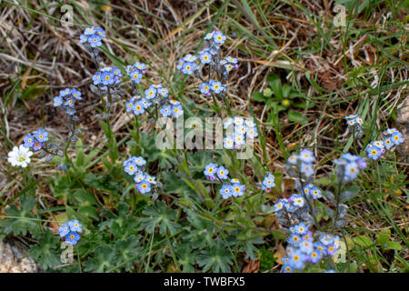 Alpine Vergissmeinnicht Myosotis alpestris oder blühenden Pflanzen auf der Alm Stockfoto