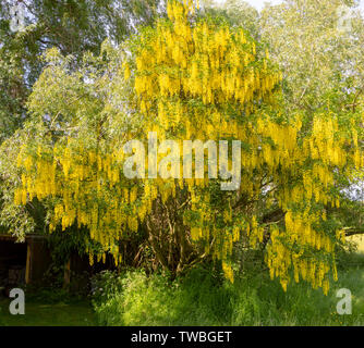 Goldregen Baum, goldene Kette, Laburnum anagyroides, Blume mit gelben Blume, Wiltshire, England, Großbritannien Stockfoto