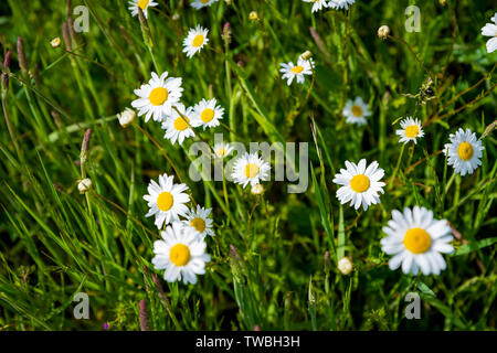 Wild wachsende Gänseblümchen auf einer Wiese. Die Cotswolds, UK. Stockfoto