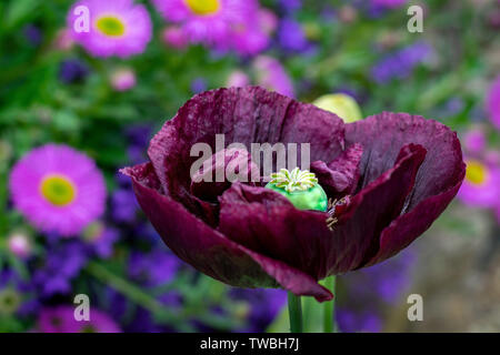 Großer dekorativer Poppy in voller Blüte zeigt seine Entwicklung Saatgut pod Stockfoto