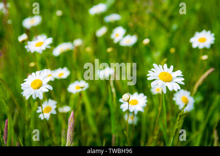 Wild wachsende Gänseblümchen auf einer Wiese. Die Cotswolds, UK. Stockfoto