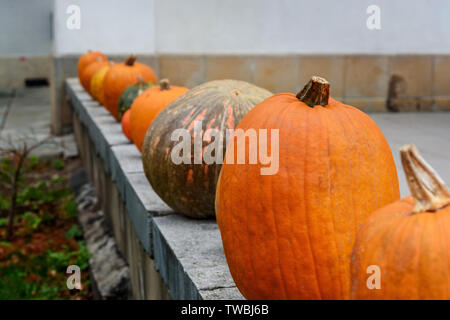 Herbst Straße Dekoration mit Kürbissen. Dekorationen für Halloween Stockfoto