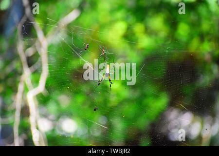 Ein riesiger goldener Orbweber in einem südlichen Sumpf. Stockfoto