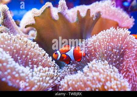 Clown Fische schwimmen in der Korallen. Unterwasserwelt tropischer Meere. Stockfoto
