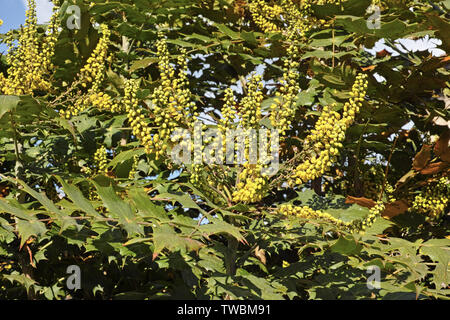 Blumen und Blätter von mahonia x Media Charity Stockfoto