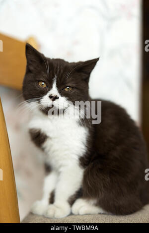 Schöne junge Kätzchen britischen Rasse in Schwarz und Weiß zu Hause. Ein Haustier. Stockfoto