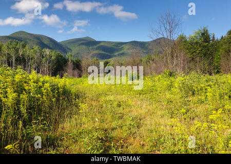 Regrowth (Vordergrund) von Wald im Jahr 2011 drei Monate +/- nach einem kontrollierten Brand entlang der Kancamagus Highway in den White Mountains, New Hampshire USA Stockfoto