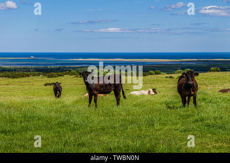 Kühe auf einer Wiese mit den Northumbrian Küste einschließlich der heiligen Insel darüber hinaus. Holburn, Northumberland, Großbritannien. Juni 2019. Stockfoto