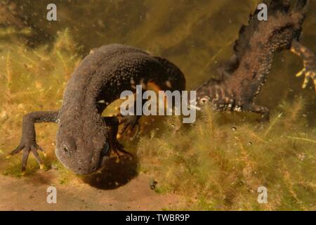 Great crested Newt (Triturus cristatus) weibliche Wesen von einem männlichen wölbt den Rücken und winkte seinen Schwanz in einem Garten Teich in der Nacht, in der Nähe von Wells, Som umworben Stockfoto