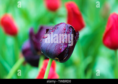 Schöne schwarze Tulpe detail. Verschwommenes grün roten Hintergrund. Dunkel lila Tulpen. Holland Tulpen. Niederlande, Niederländische Blumen. Regentropfen auf Blütenblätter. Morgentau fällt. Stockfoto