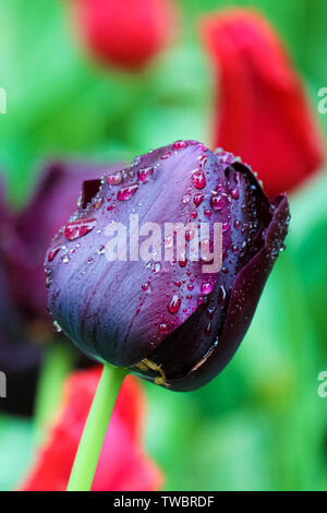 Vertikale Bild von atemberaubenden Black Tulip mit Regentropfen auf Blütenblätter. Hintergrund ist Grün Rot und verschwommen. Dunkel lila Tulpen. Niederlande Konzept. Holland Tulpen. Makro Blumen. Stockfoto