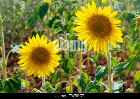 Zwei Sonnenblumen. Stockfoto