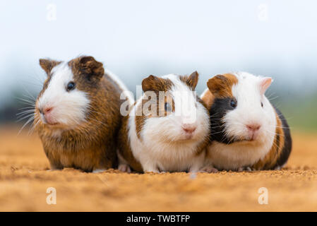Drei entzückenden Meerschweinchen in der freien Clearing Stockfoto