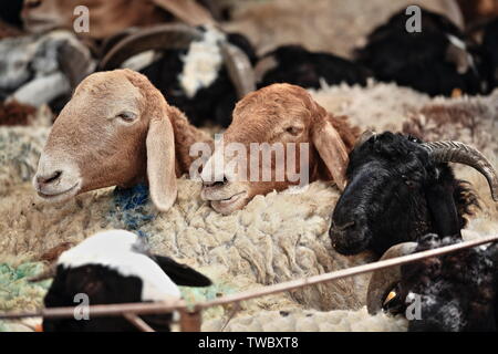 Schar mit breitem Fettgeschieben zum Verkauf. Viehmarkt-Hotan-Xinjiang-China-0160 Stockfoto