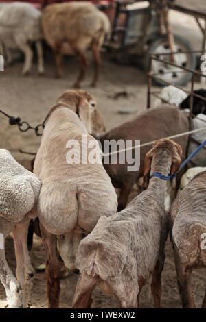 Eine Gruppe breiter, fettgeschiedelter Scheps zum Verkauf. Viehmarkt-Hotan-Xinjiang-China-0176 Stockfoto