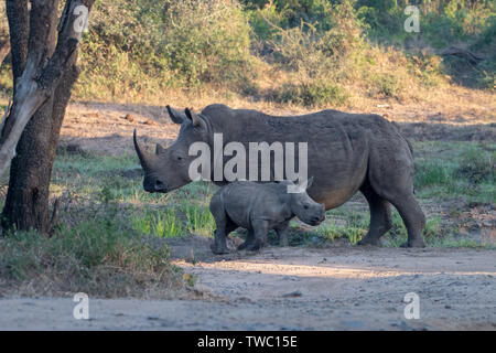 Ein weißes Nashorn Mutter und Baby, Südafrika. Stockfoto