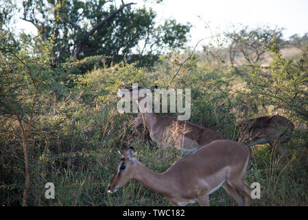 Ein weibliches Impala surfen unter Dornen, Südafrika. Stockfoto