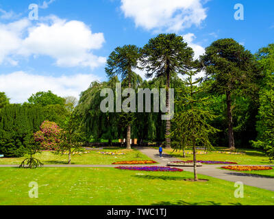 Eine Frau, die zu Fuß in den Ziergärten bewundern die riesigen araucaria oder Monkey Puzzle Bäume an Sewerby Hall Bridlington East Yorkshire Stockfoto