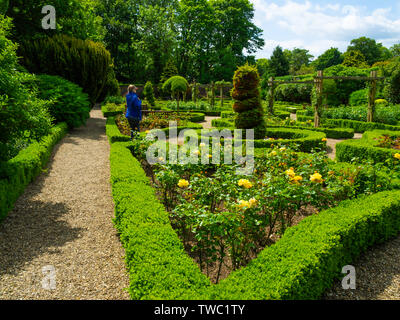 Eine Frau bewundert die Ummauerten Rosengarten an Sewerby Hall Bridlington East Yorkshire Stockfoto