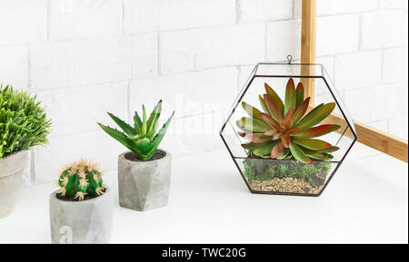 Florarium Vase mit Sukkulenten und Kakteen in konkreten Töpfe am Tisch an der weißen Mauer Hintergrund. Stockfoto