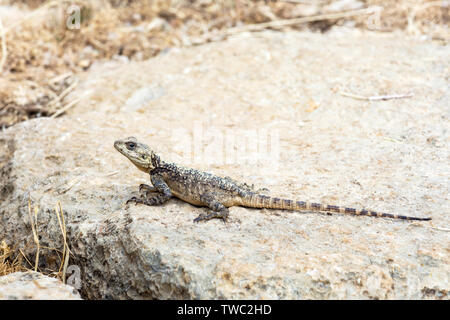 Roughtail Rock Agama, Stellagama Stellio, Laudakia Stellio, auf einem Felsen, Libanon Stockfoto