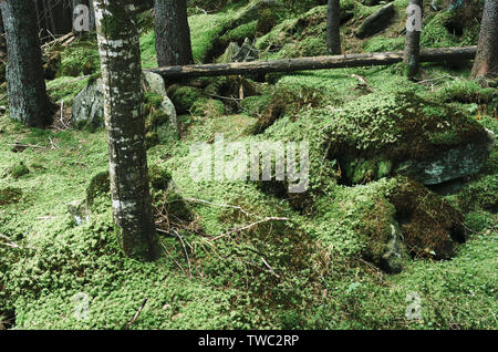 Üppige Moos auf den Felsen im Wald Stockfoto