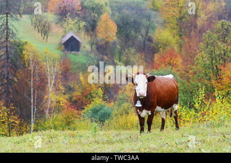 Braun Kuh mit Glocke. Weide im Bergdorf. Herbst Stockfoto