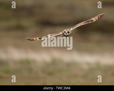 Eine wilde Short Eared Owl (Asio Flammeus) jagt niedrig über Wiesen, North Uist, Äußere Hebriden, Schottland Stockfoto