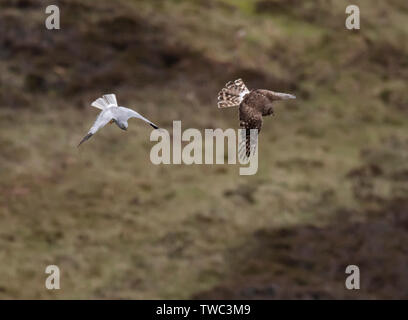 Ein paar der Henne Harriers (Circus cyaneus) eine dramatische Essen pass durchführen, bevor Frau kehrt zum Nest mit der Beute, North Uist, Äußere Hebriden, Schottland Stockfoto