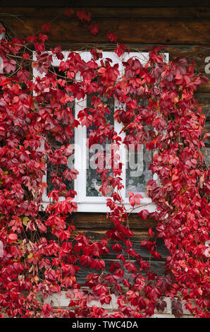 Rote Blätter von wilden Trauben an den Fenstern. Herbst Stockfoto