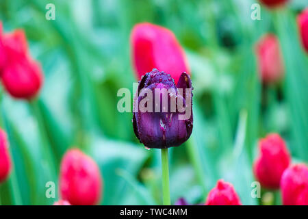 Black Tulip detail. Die Tulpe wurde von Blume Krankheit betroffen. Pilze, Pilz, Botrytis, mizellaren Krankheiten. Dunkel lila Blüten. Holland Tulpen. Niederlande, Niederländische Blumen. Regentropfen auf Blütenblätter. Stockfoto