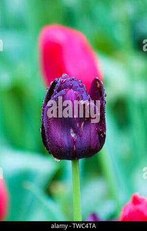 Black Tulip hautnah. Die Blüte ist von der Krankheit betroffen. Pilz-, Mizellaren, Botrytis, Schimmel, Viren. Bedrohung für Tulpen. Verfärbte stellen. Regentropfen auf Blütenblätter. Morgentau fällt. Stockfoto