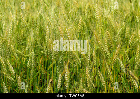 Reifung Roggen auf dem Feld im Frühsommer Stockfoto