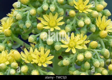 Eine Nahaufnahme von Aeonium Blumen Stockfoto