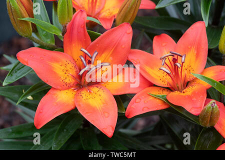 Lilium 'festlicher Freude'. Zwerg asiatische Lilie Blumen hautnah. Großbritannien Stockfoto