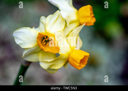 Narzisse, auch als Narzisse oder Daffadowndilly, Narzissen und Jonquil bekannt. Weiß und Gelb Stockfoto