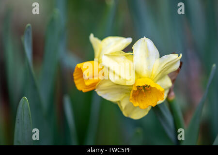 Narzisse, auch als Narzisse oder Daffadowndilly, Narzissen und Jonquil bekannt. Weiß und Gelb Stockfoto