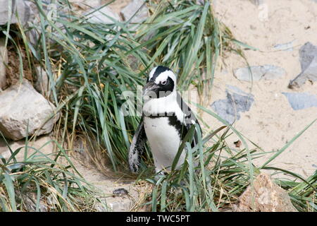 Eine Gruppe von Humboldt Pinguine (Spheniscus Humboldti) Stockfoto