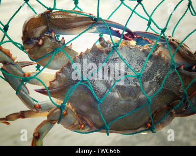 Blue Crab gefangen im Netz an Nags Head North Carolina Outerbanks Stockfoto