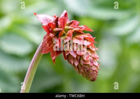 Honeybush - Melianthus major Close-up. Auch als cyclopia oder Heuningbos in Afrikaans bekannt Stockfoto