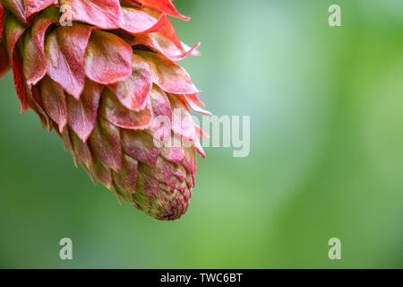 Honeybush - Melianthus major Close-up. Auch als cyclopia oder Heuningbos in Afrikaans bekannt Stockfoto