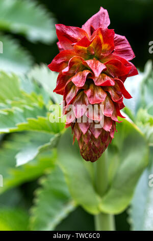 Honeybush - Melianthus major Close-up. Auch als cyclopia oder Heuningbos in Afrikaans bekannt Stockfoto