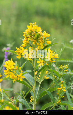 Lysimachia vulgaris, gelb Felberich, Garten Felberich gelbe Blüten Stockfoto