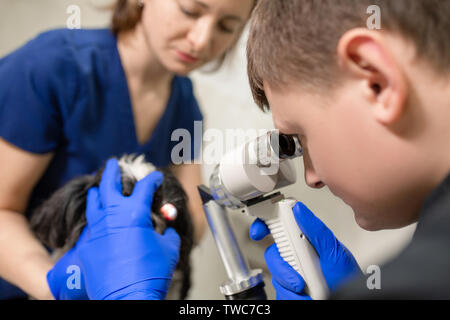 Veterinär- und Augenärzte untersuchen das verletzte Auge eines Hundes mit einer Spaltlampe in einer Tierklinik. Stockfoto