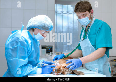 Ein Tierarzt Zahnarzt und Anästhesisten eine Operation die Zähne eines Hundes zu reinigen. Der Hund ist betäubt auf dem OP-Tisch. Pet-healthcare Konzept. Stockfoto