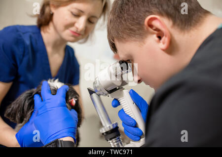 Eine tierärztliche Augenarzt macht ein medizinisches Verfahren, untersucht die Augen eines Hundes mit einem verletzten Auge und eine assisent hilft ihr, ihren Kopf zu halten. Eine v Stockfoto