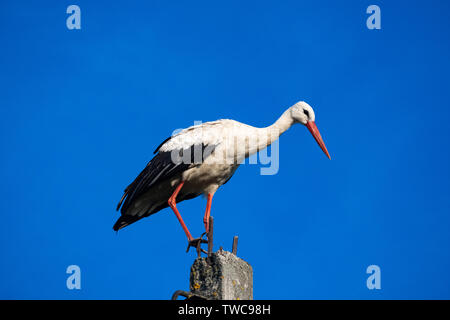 Storch saß oben auf der A-Säule Stockfoto